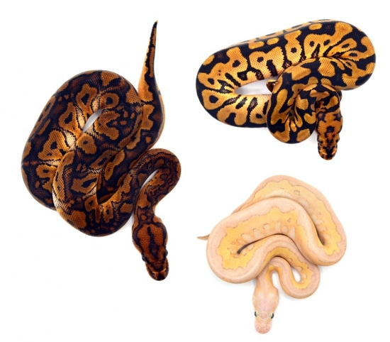 1.2 Redstripe YB/Spotnose/Lesser Clown Ball Python by ReptileKreations