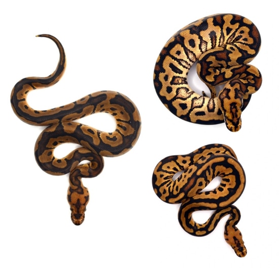 1.2 Spotnose Redstripe Clown Ball Python by ReptileKreations