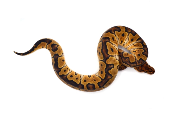 Redstripe YB Clown Ball Python by ReptileKreations