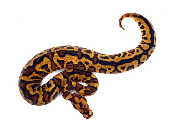 Spot YB Redstripe Clown Ball Python by ReptileKreations