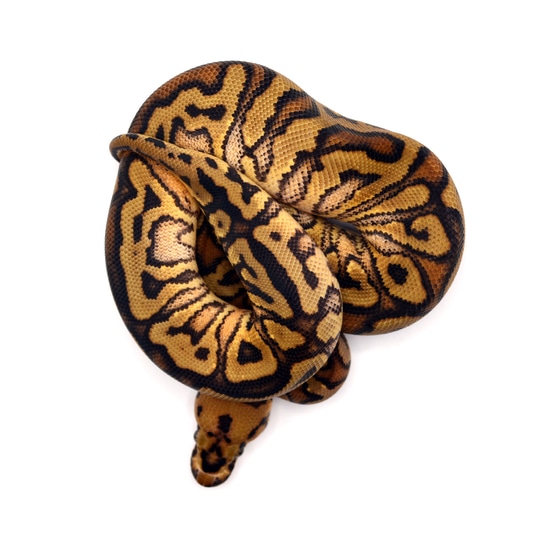 Spot Redstripe YB Clown 50% Pied Ball Python by ReptileKreations