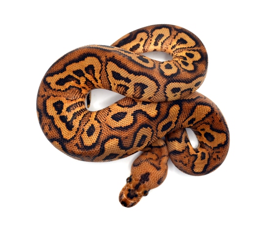 Spot Redstripe YB Clown *High Quality* Ball Python by ReptileKreations