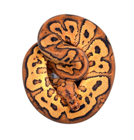 Redstripe YB Clown 50% Pied Ball Python by ReptileKreations