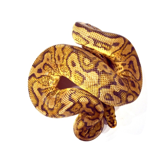 Redstripe YB Clown - Proven Ball Python by ReptileKreations