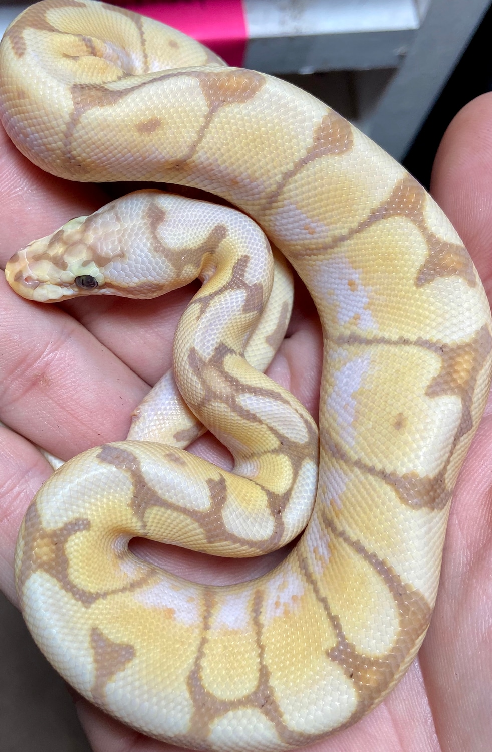 Banana Bumblebee Ball Python by Hardee's Exotic Reptile Emporium