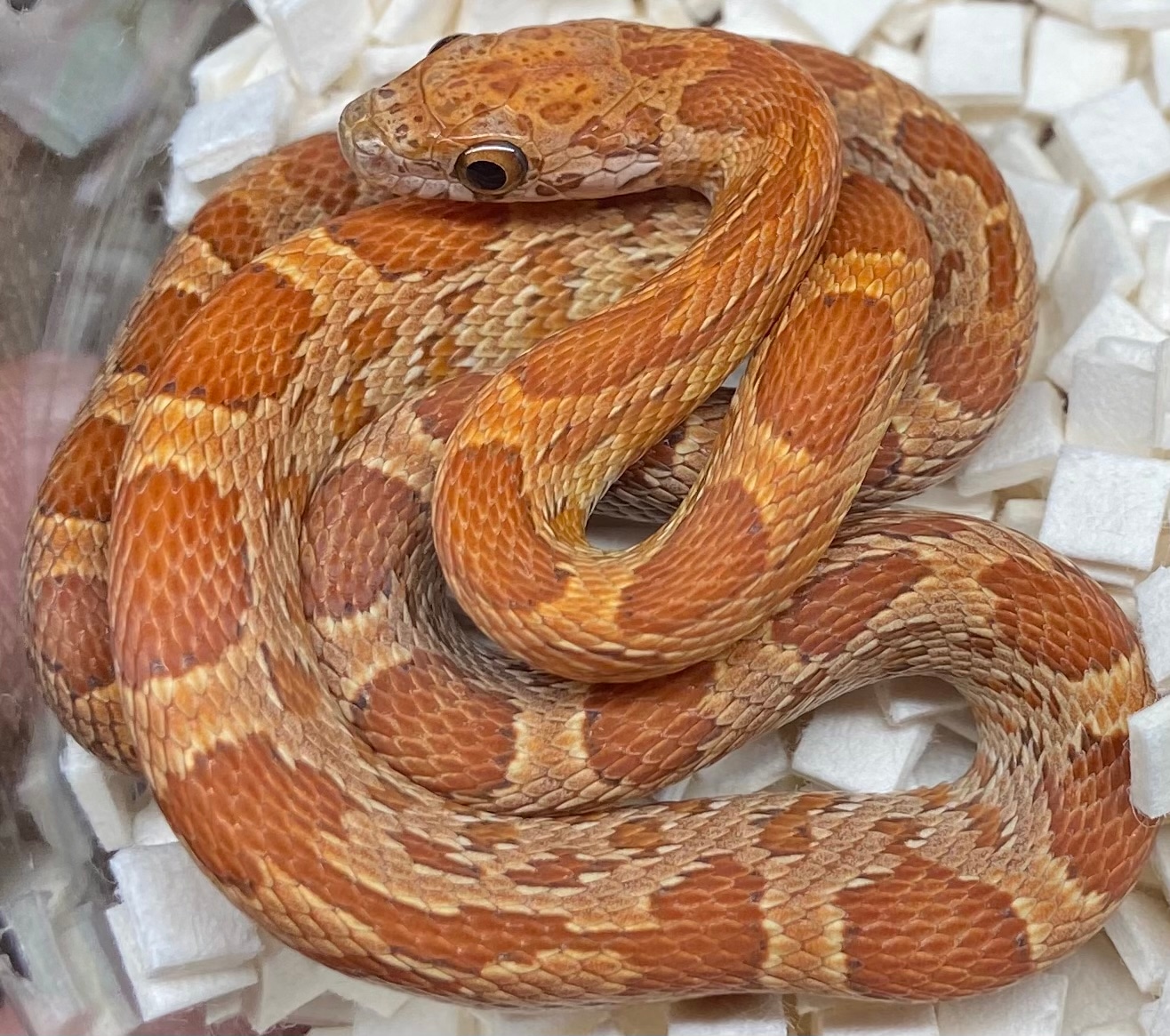 Sunkissed Ultra (66% Lavender, Stripe) Corn Snake by Hardee's Exotic ...