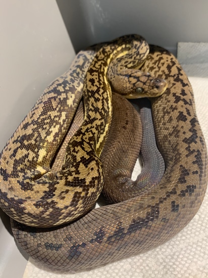 Timor Python by Scalez Reptiles
