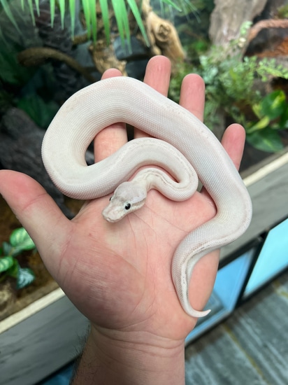 Super Pastel Black Pastel Highway Ball Python by Scalez Reptiles