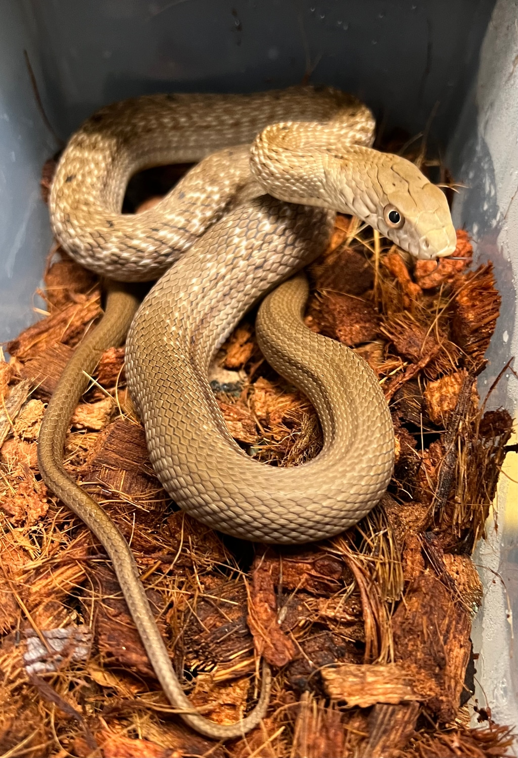 Japanese King Rat Snake (Elaphe Carinata Yonaguniensis) Other Rat Snake