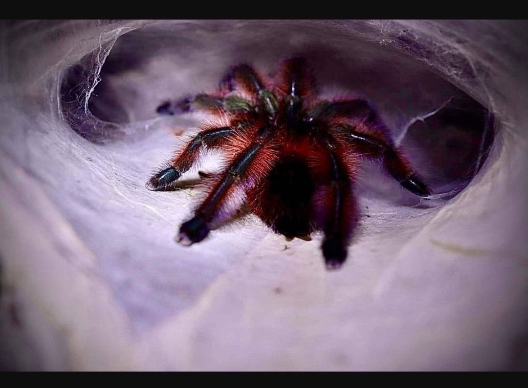 Antilles Pinktoe Slings Tarantula by Duronasaurusrex MorphMarket