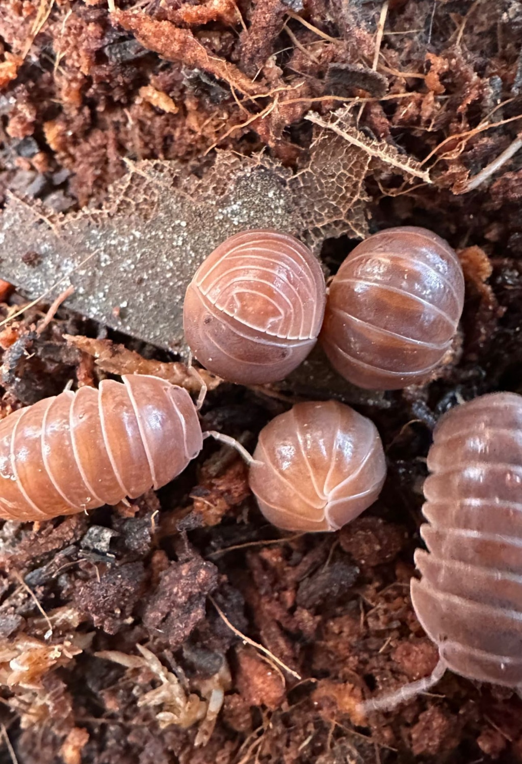 Orange Crush 10 Ct Isopod by The Critter Cavern MorphMarket