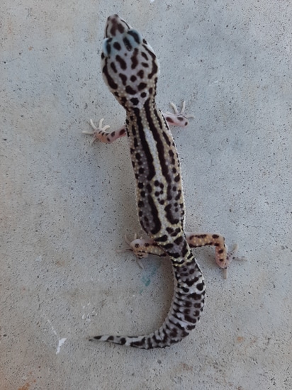 Mack Snow Ph Tremper/Eclipse Leopard Gecko by Scaled Art Reptiles