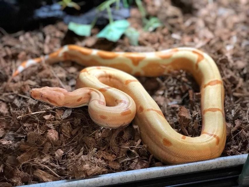 Kahl Coral Lipstick Sunglow Jungle Boa Constrictor by Reptile Rapture MorphMarket