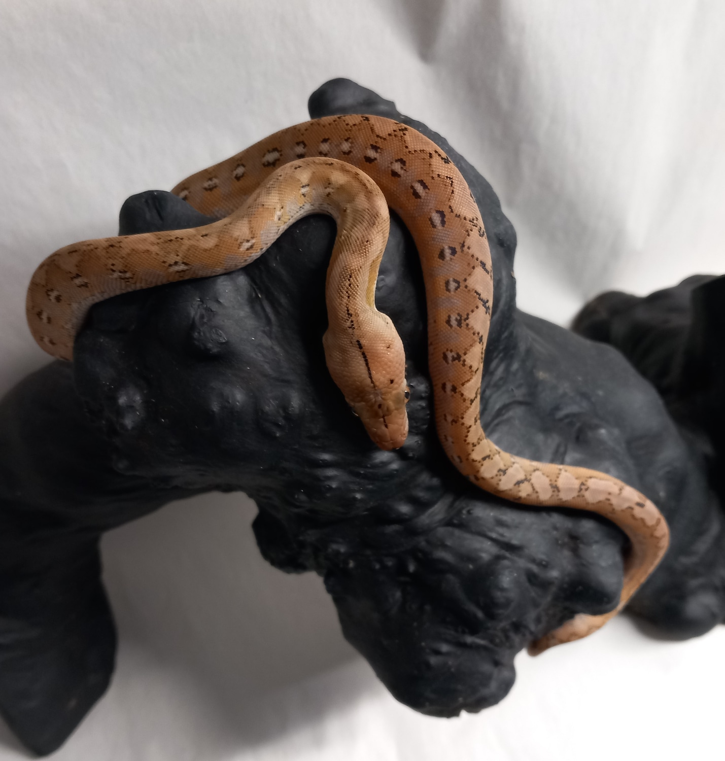 Kayuadi Reticulated Platinum Pythons Reticulated Python by ...