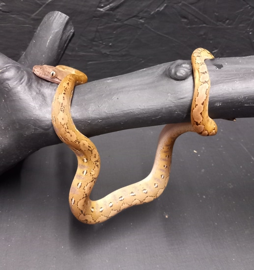 Kayuadi Reticulated Platinum Python Reticulated Python by Reptilerepublic
