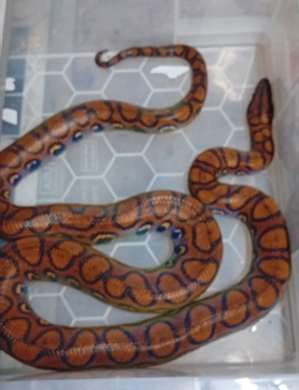 Correct Feeding Amounts For Brazilian Rainbow Boas