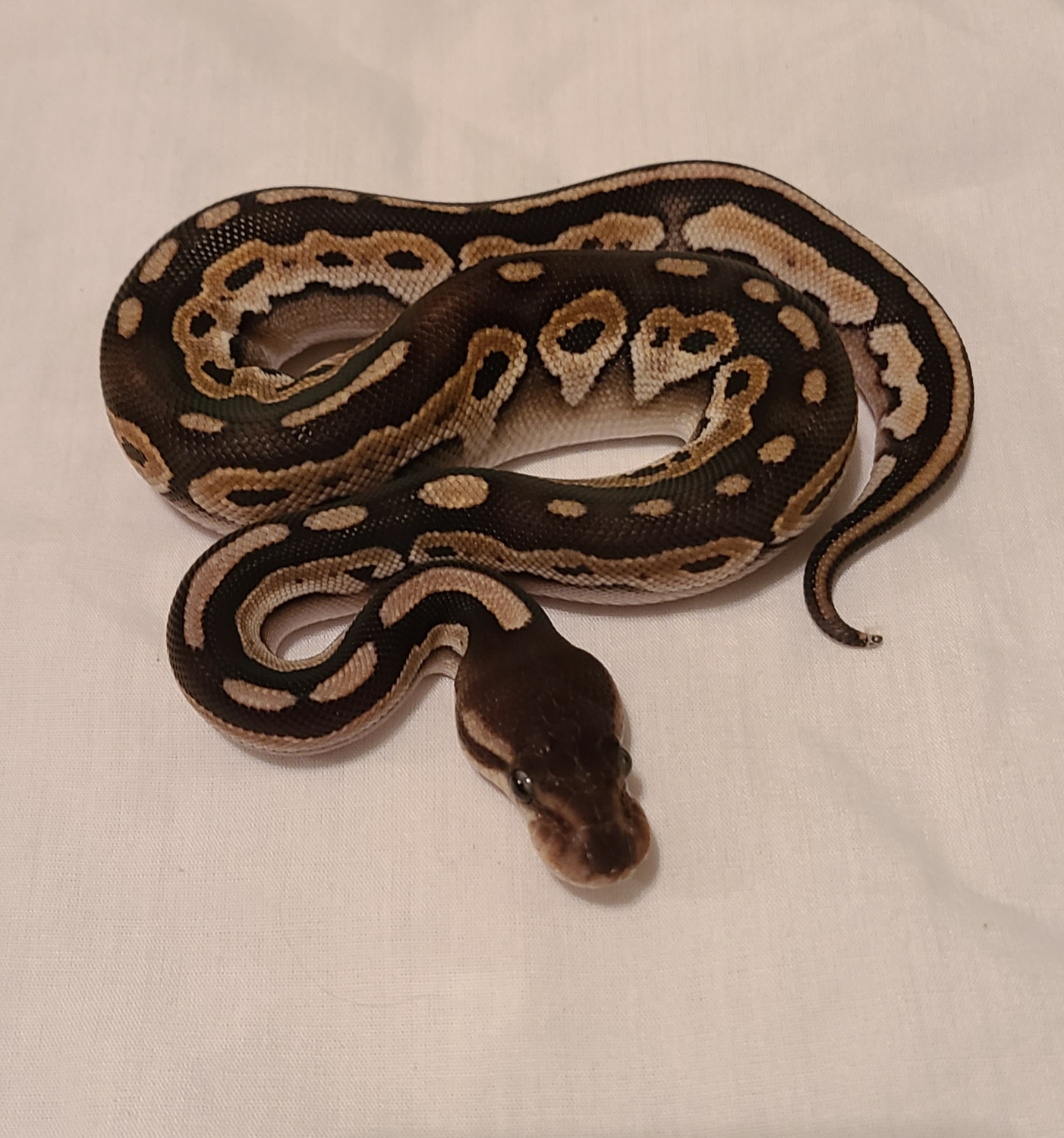 Mojave Cinnamon Ball Python by Reptile dysfunction - MorphMarket