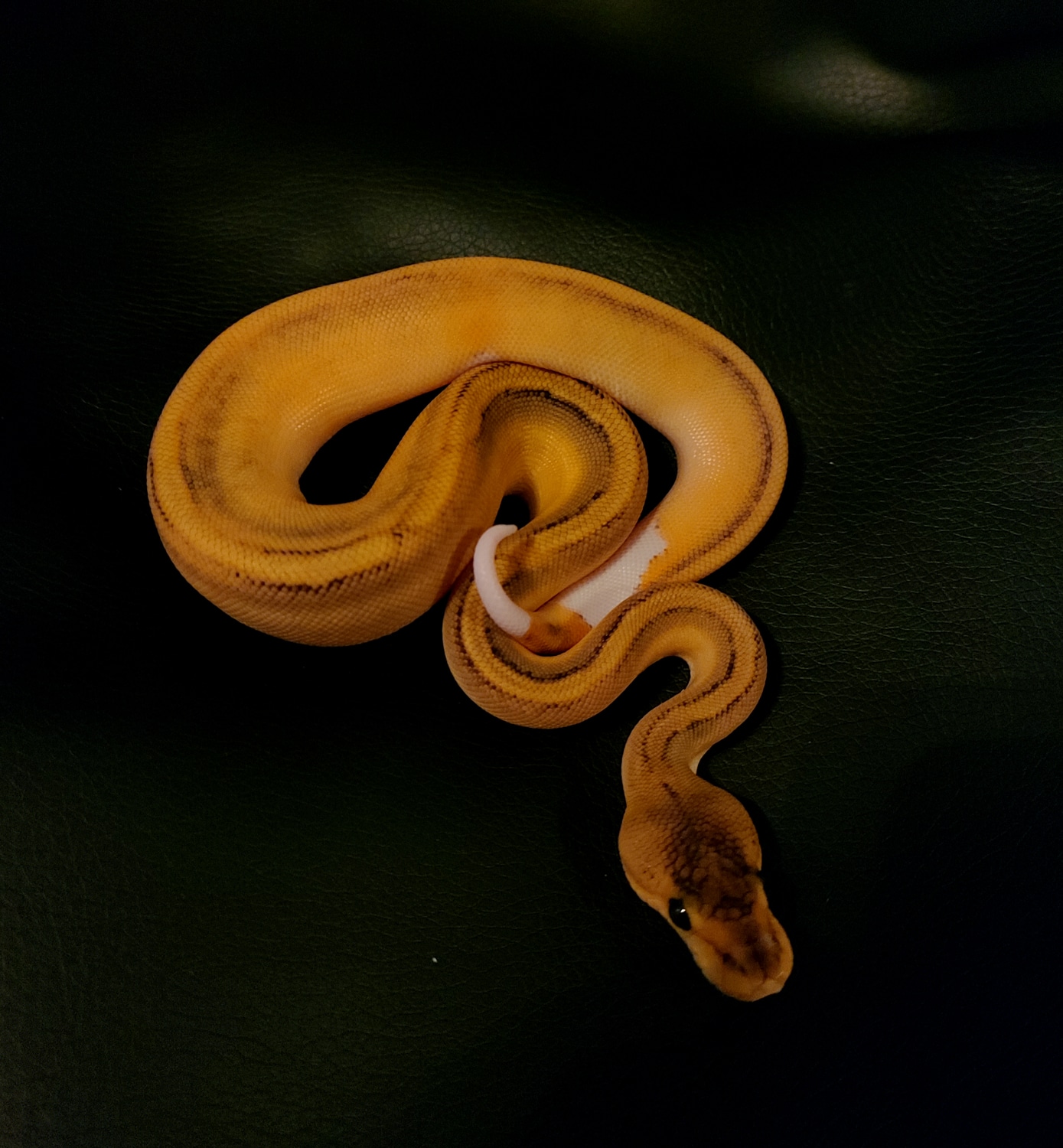 Fire Champagne Het Pied Ball Python by Reptile dysfunction - MorphMarket