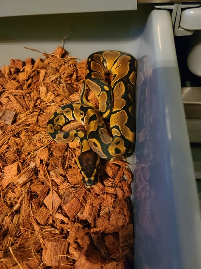 Blade Het Pied Ball Python by Reptile dysfunction