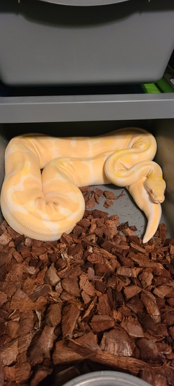 Albino Ball Python by Reptile dysfunction