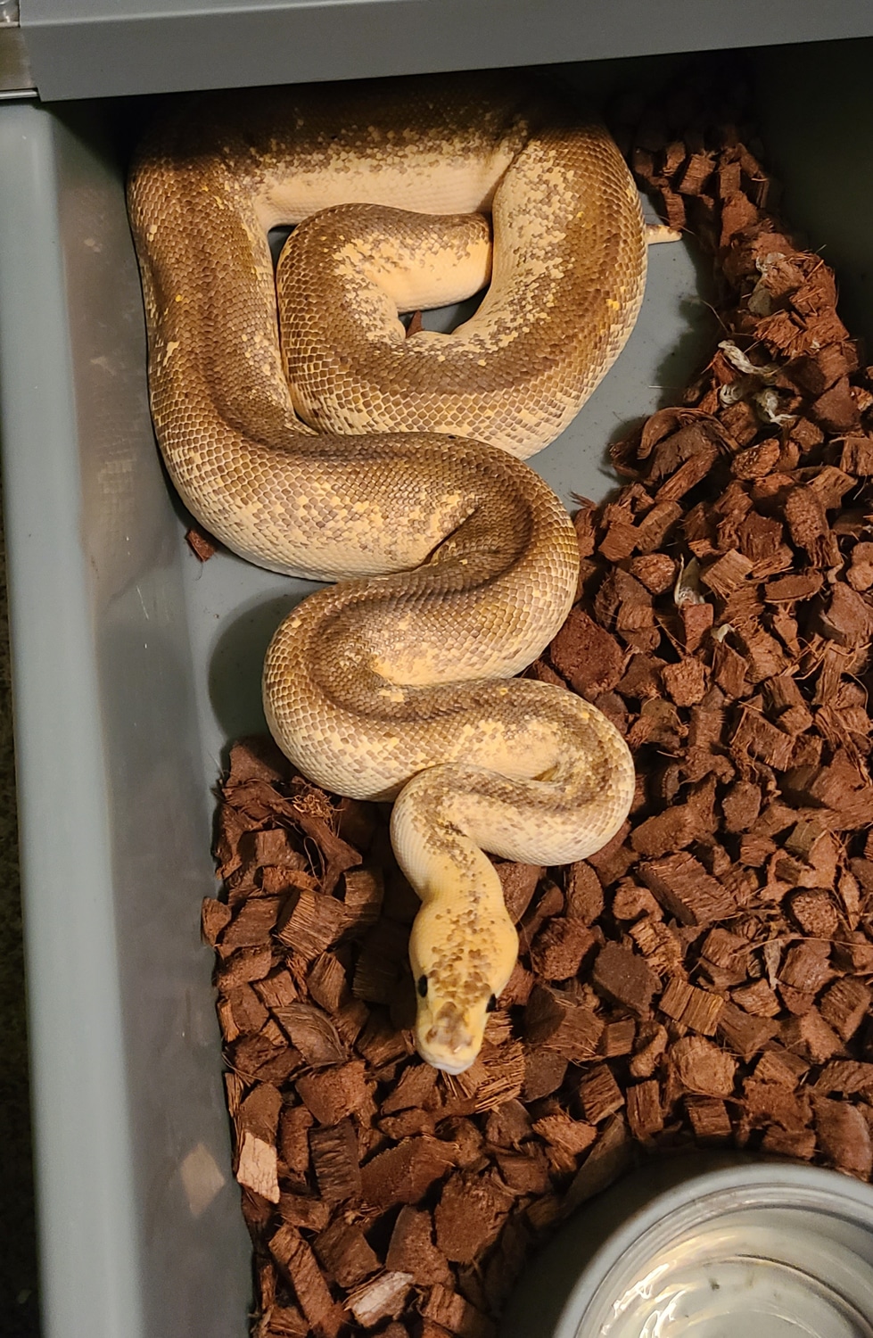 Pastel Champagne Ball Python by Reptile dysfunction - MorphMarket