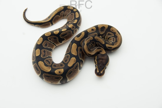 Het DG 66% Het Pied Ball Python by Reptiles for Centuries