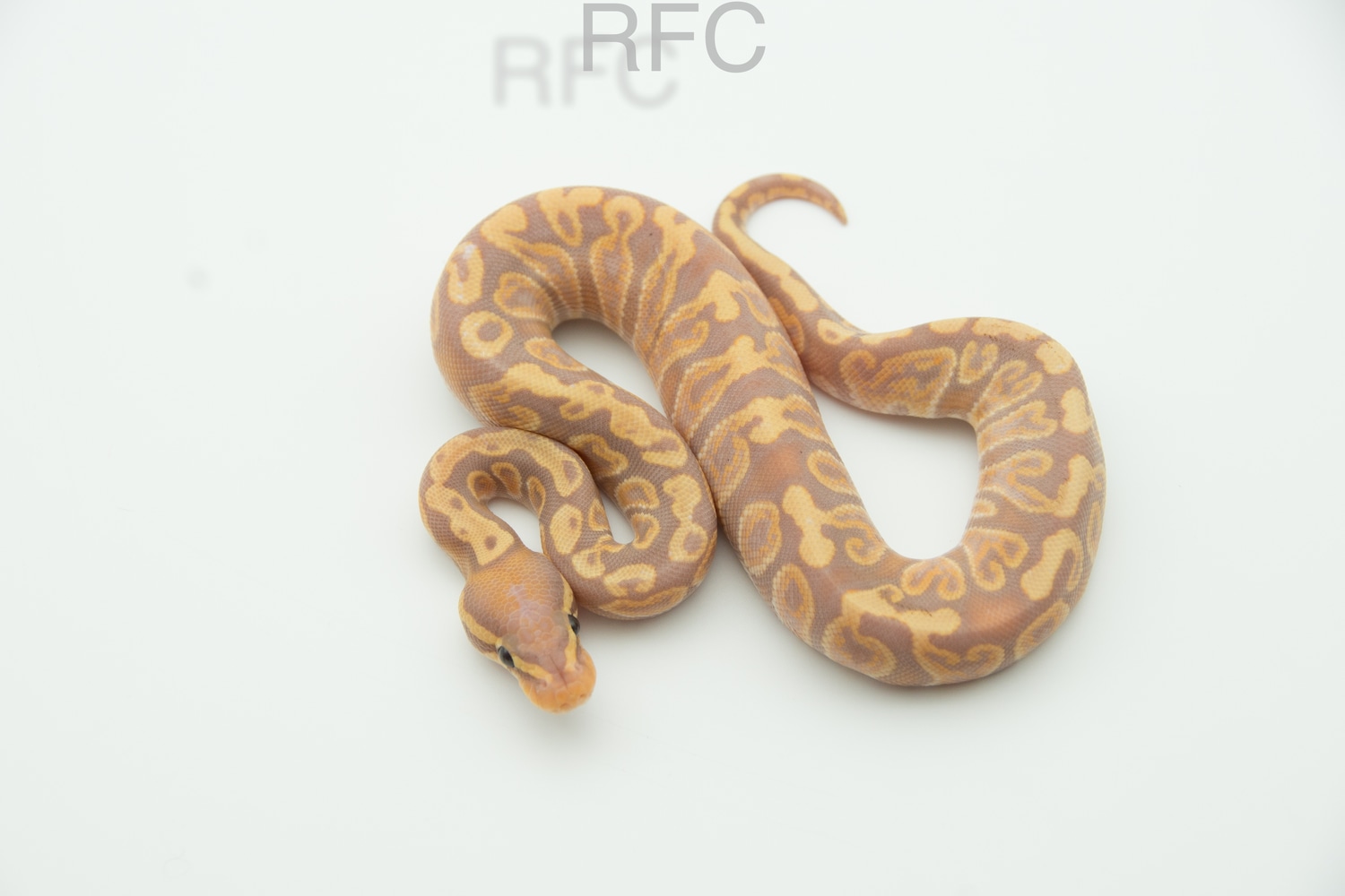 GHI Banana Het Clown Ball Python by Reptiles for Centuries MorphMarket