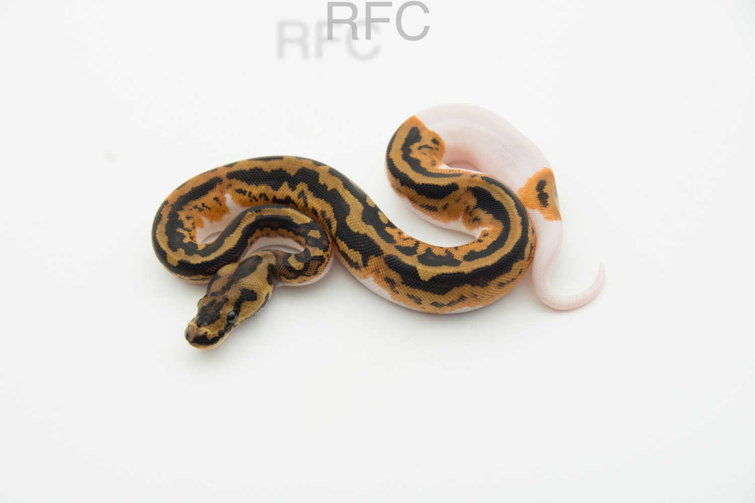 YB Clown Pied Ball Python by Reptiles for Centuries - MorphMarket