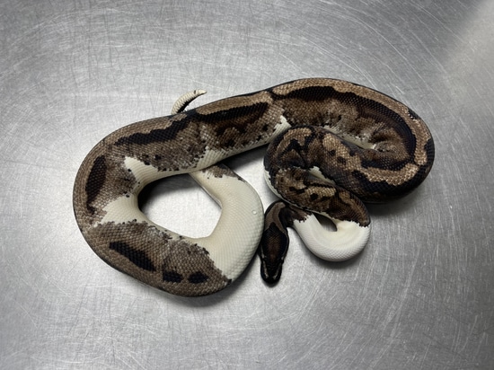 Lavender Clown (Grail) 66% Het Pied Ball Python by Reptiles for Centuries