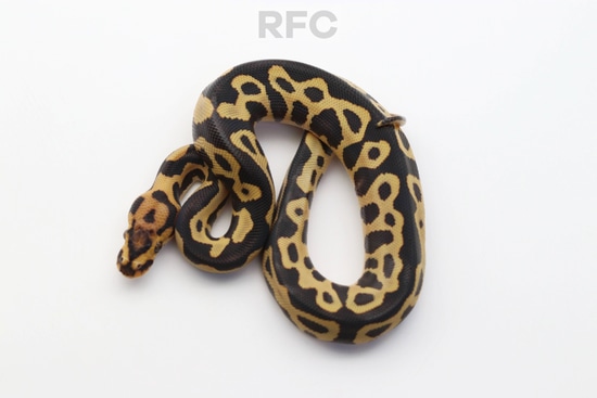 YB Leopard Crypton DG Het Pied Ball Python by Reptiles for Centuries
