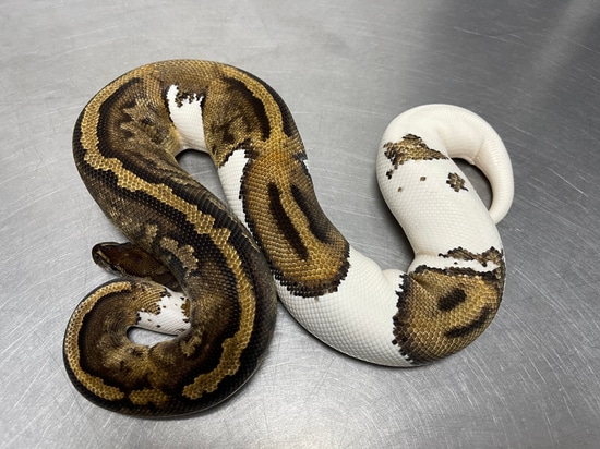 Metal Flake Pied Het Albino Ball Python by Reptiles for Centuries