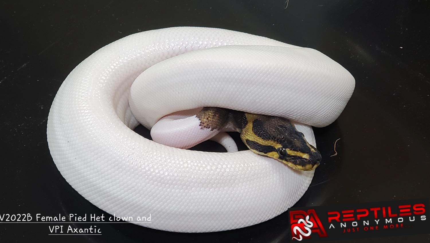 Reptiles Anonymous's Collection - MorphMarket
