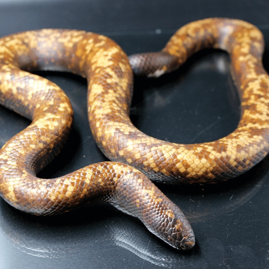 Calabar Burrowing Python Dumeril's Boa by Reptile Supercenter