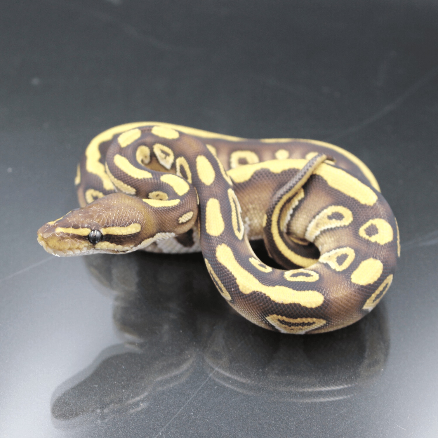 Mojave Ball Python by Reptile Supercenter - MorphMarket