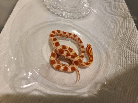Amel Het Anery Pos Het Scaleless, Blood Red, Dilute, Motley Corn Snake ... Scaleless Corn Snake Price