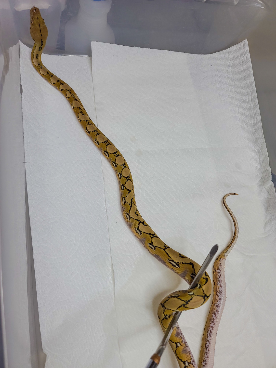 Platinum Het 66% White 66% Purple Reticulated Python by Reptile Empress ...