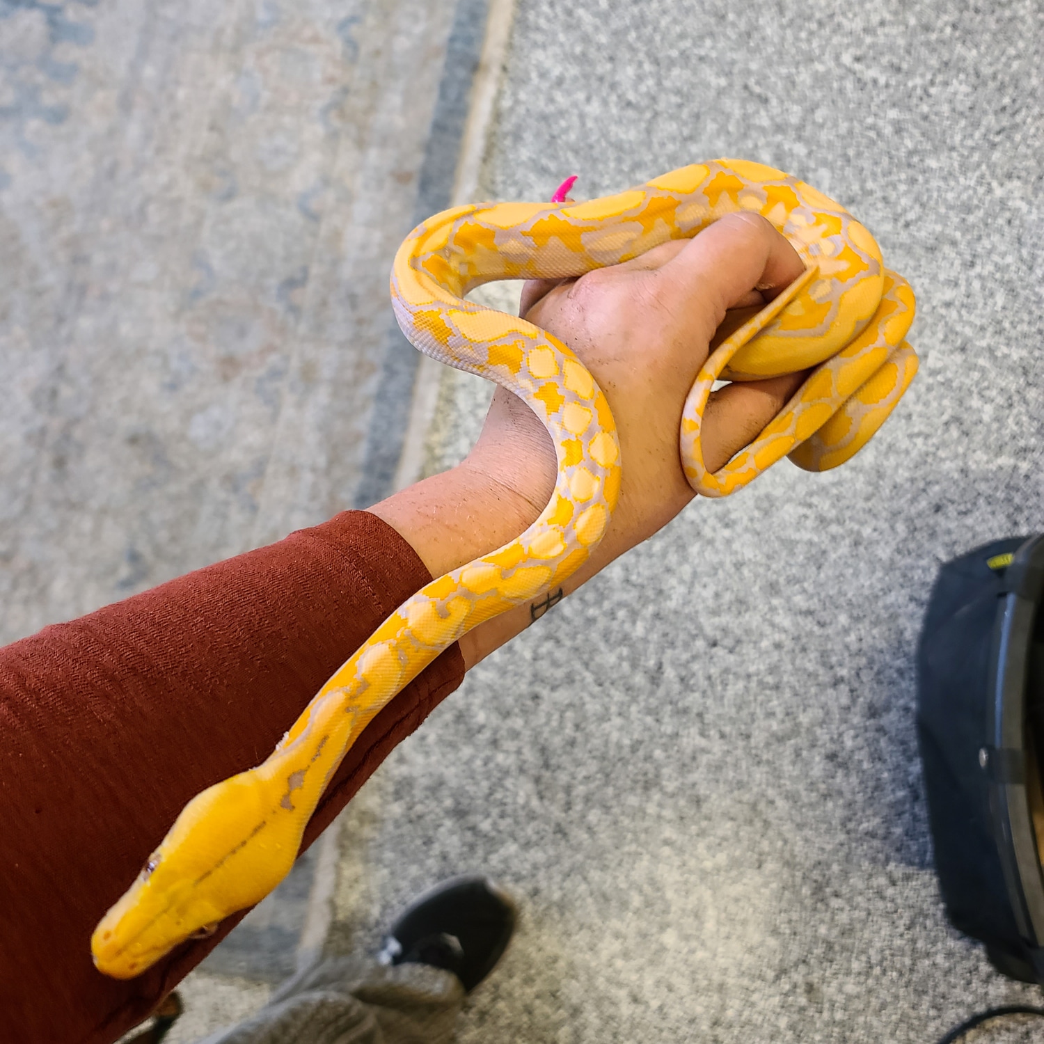 FREE SHIPPING** Purple Platinum Reticulated Python by Reptile Empress ...