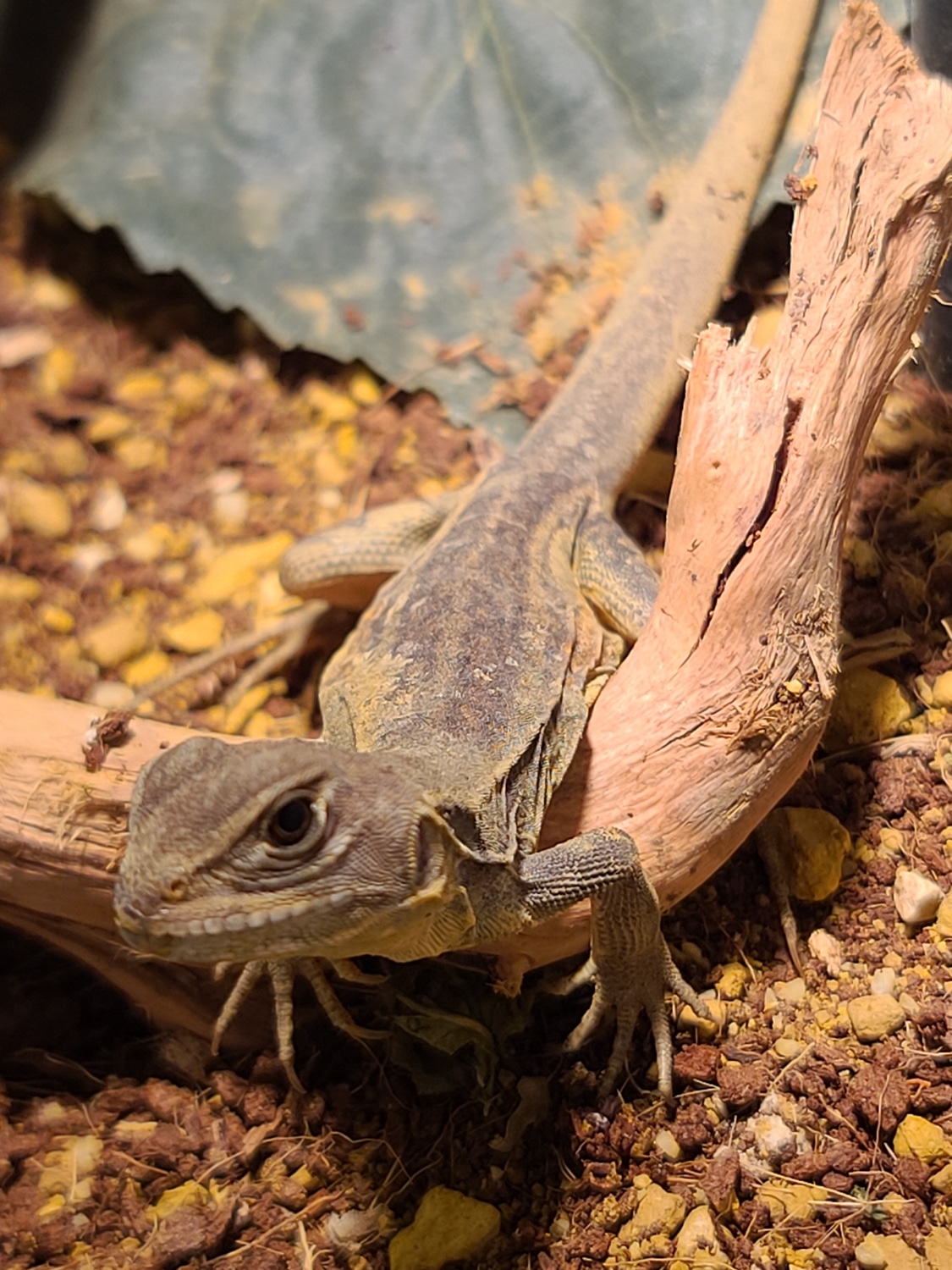 .1 Butterfly Agama Other Lizard by Reptile Empress MorphMarket