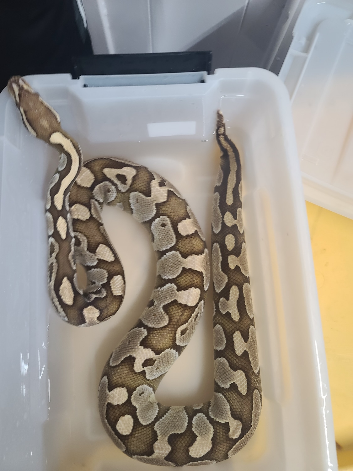 Mojave Ball Python by Reptile Empress MorphMarket