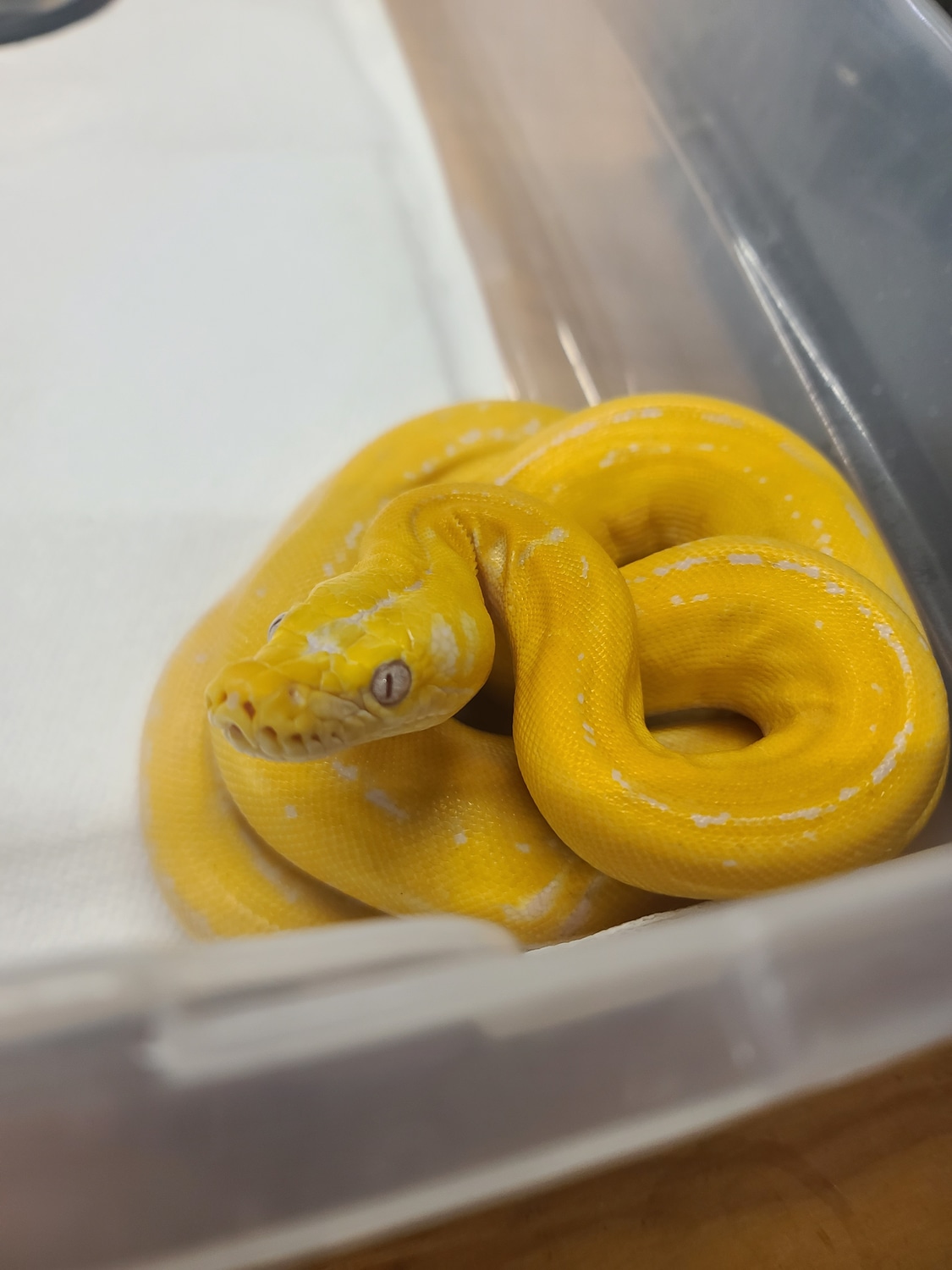 Albino GC Platty Motley Reticulated Python by Reptile Empress - MorphMarket