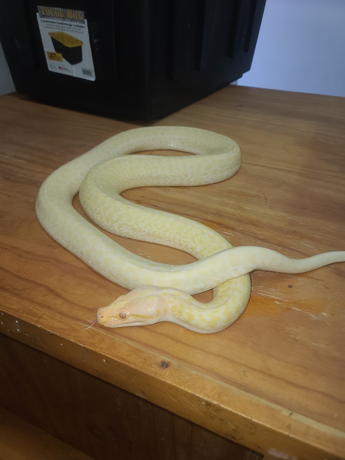 Albino Granite (Calm) Burmese Python by Reptile Empress - MorphMarket