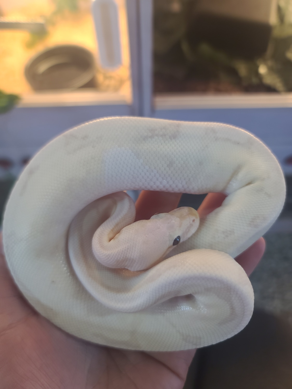 Banana Cream Ball Python by Reptile Empress MorphMarket