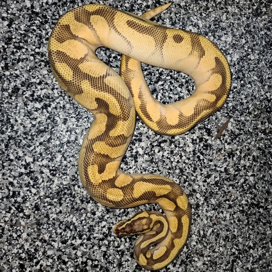 Pastel Butter Enchi Ball Python by Reptile Empress
