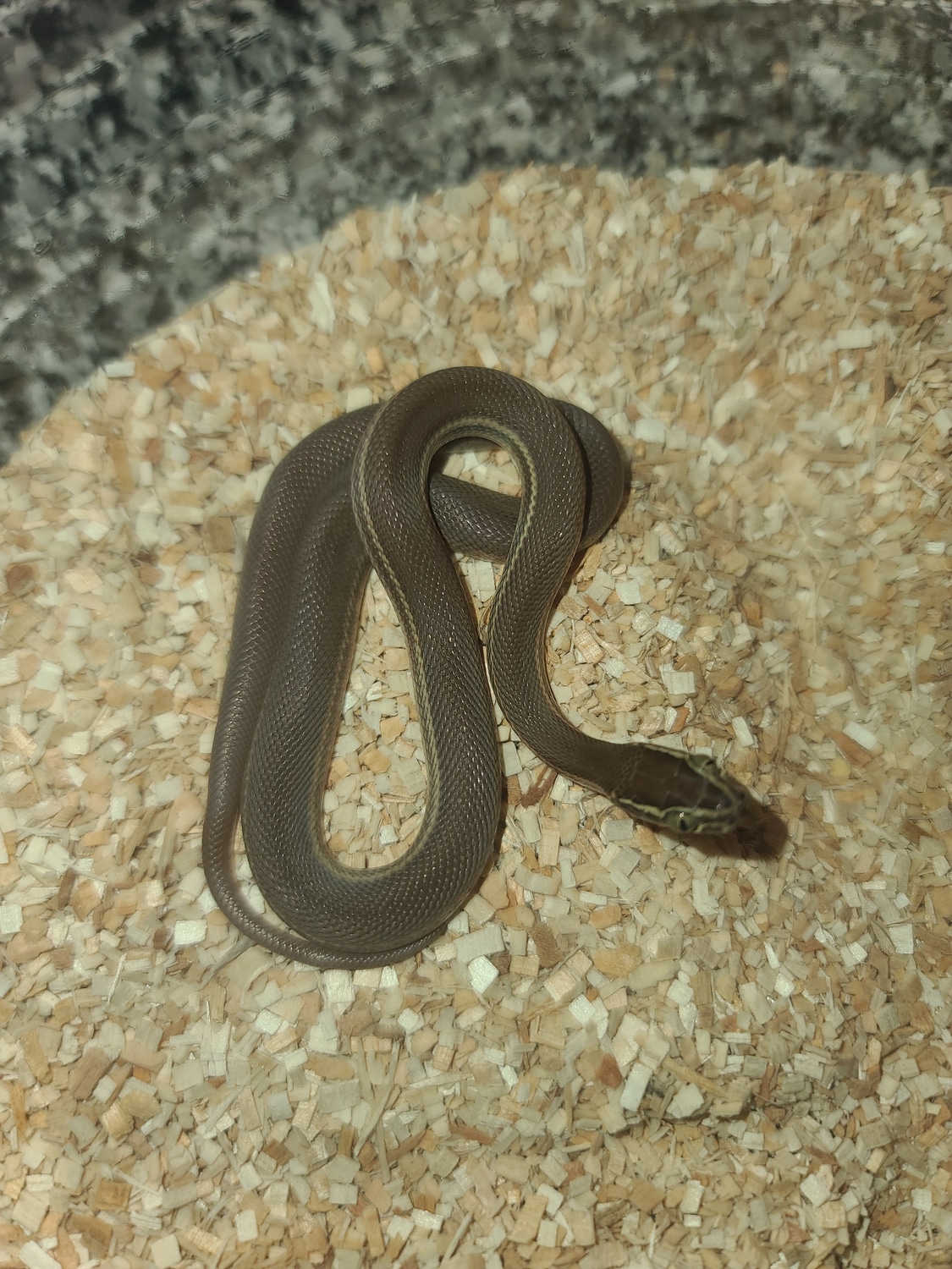 Togo House Stripe Snake House Snake by Reptile Empress MorphMarket