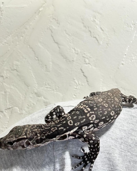 Axanthic NICE Baby Water Monitor by Reptile Empress