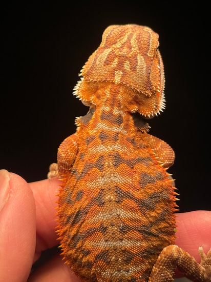 3/4 Red Monster Leatherback Central Bearded Dragon by Reptilian Kingdom