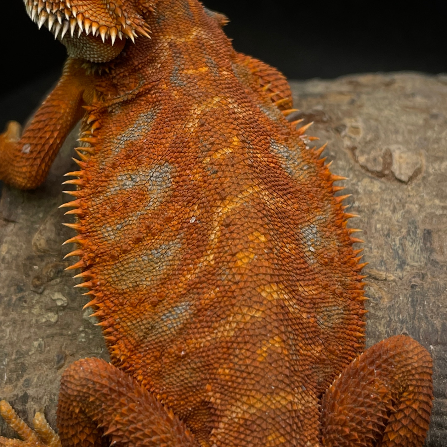 美品！DMC Classics Lizard Acute Mwanza Flat-Headed Rock Agama Incredible Creatures Safari