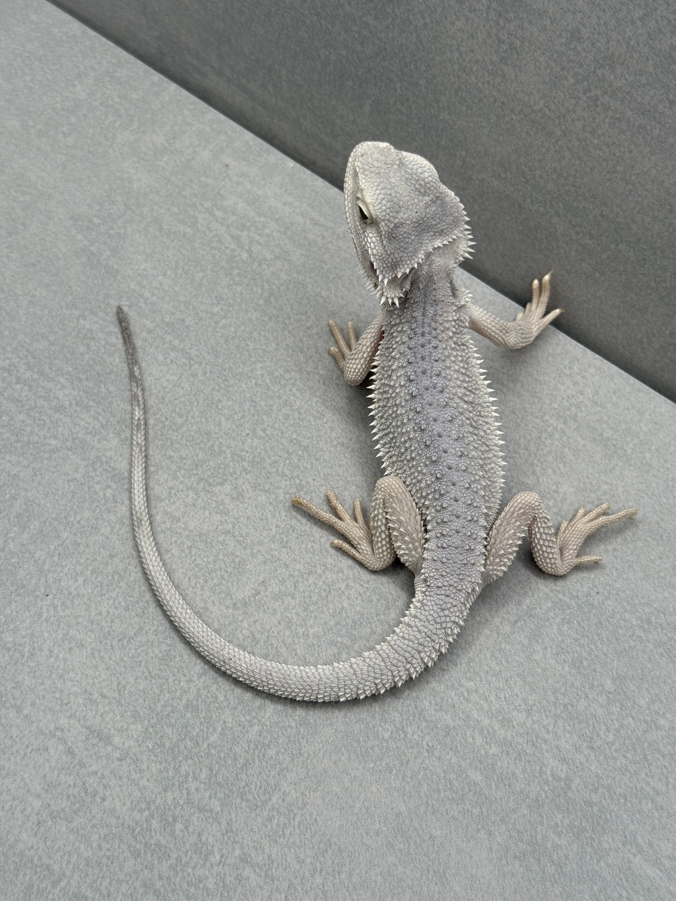 【dragonbread】 Hypo Zero Bearded Dragon 251 Central Bearded Dragons by