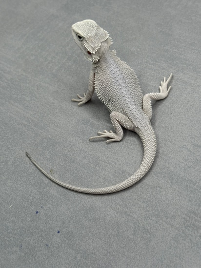 Hypo Zero Bearded Dragon 255 Central Bearded Dragons by