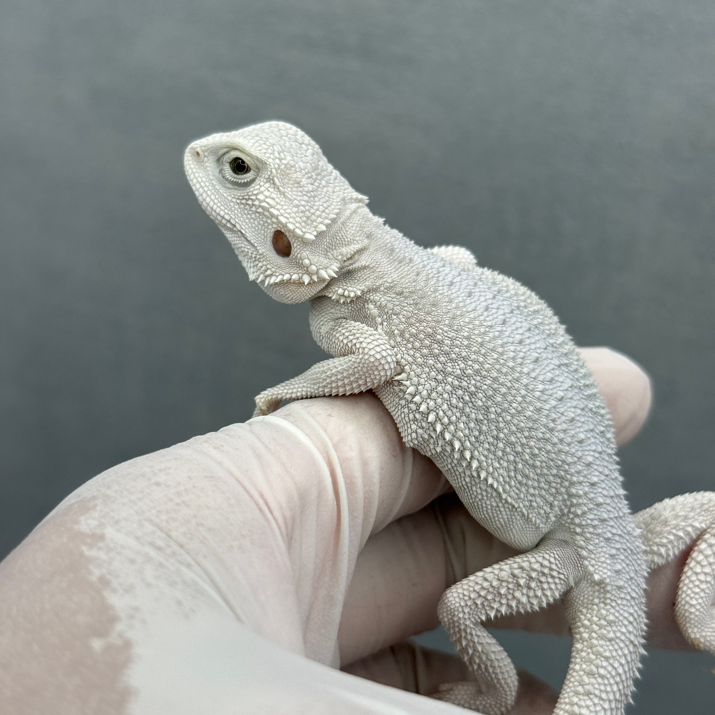 【dragonbread】 Hypo Zero Bearded Dragon 255 Central Bearded Dragons by
